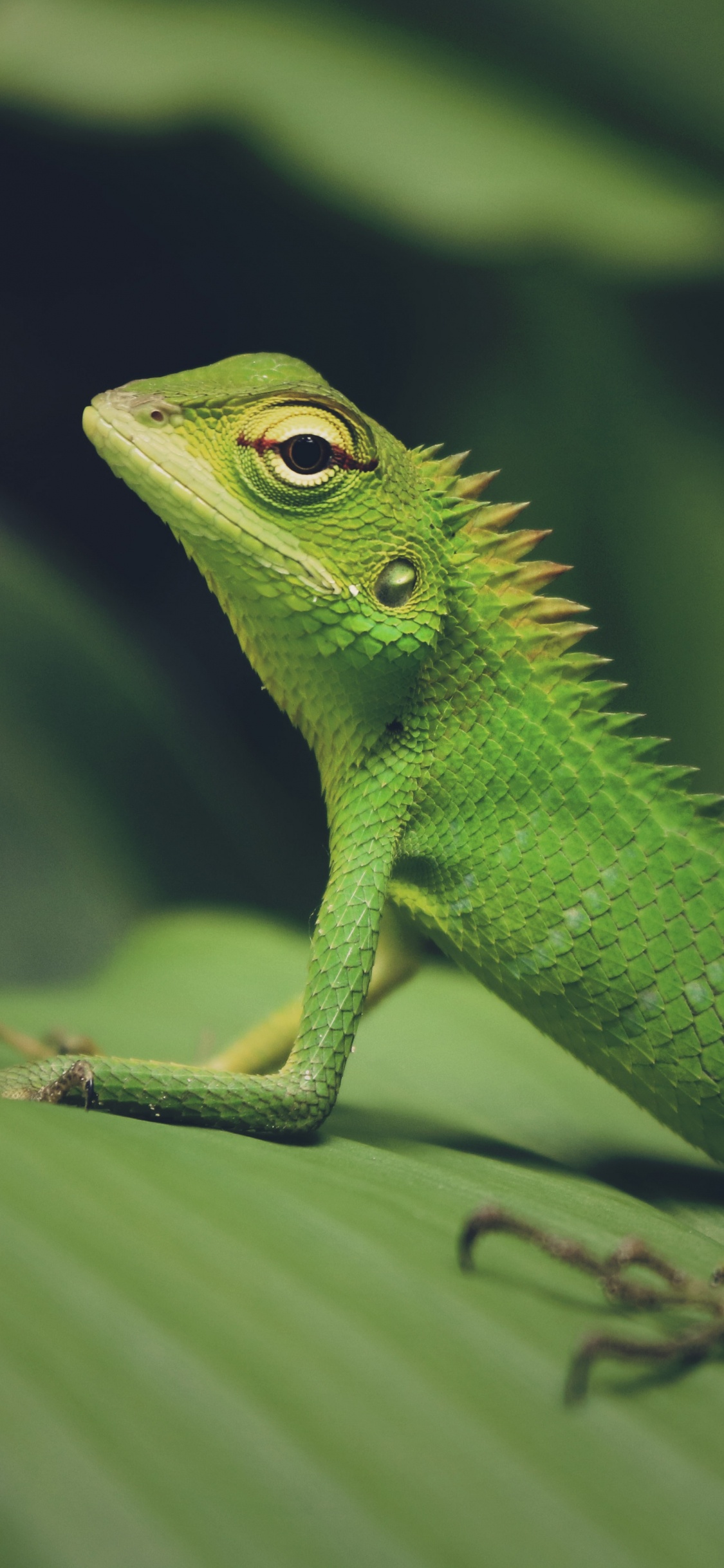 Обои ящерица, пресмыкающееся, зеленый, масштабных рептилий, iguania в разрешении 1125x2436