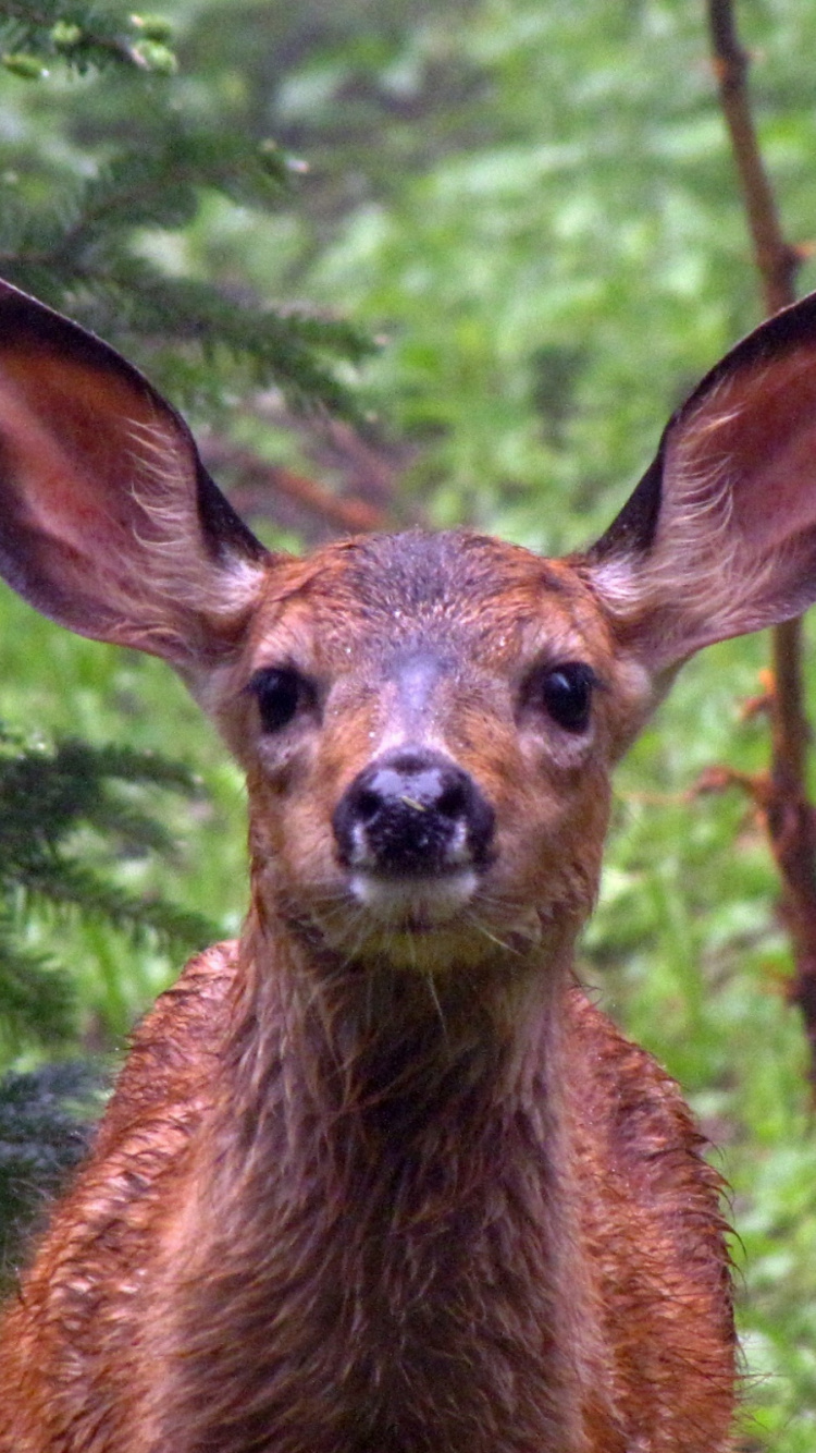 Обои животное, олень, живая природа, наземные животные, морда в разрешении 750x1334