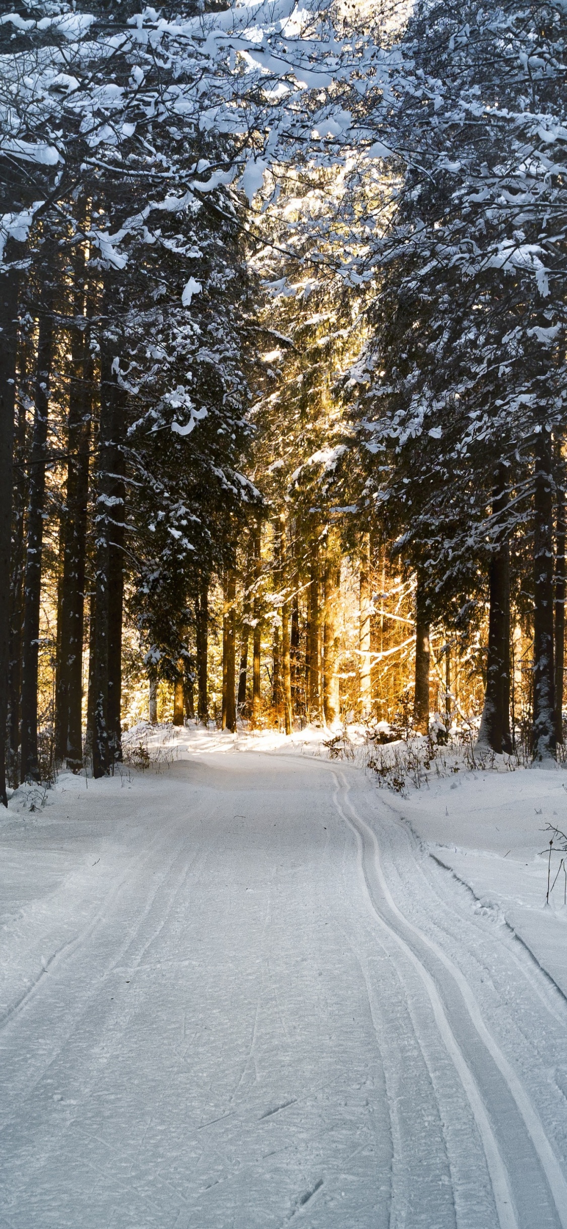 Обои снег, дерево, природа, лес, замораживание в разрешении 1125x2436
