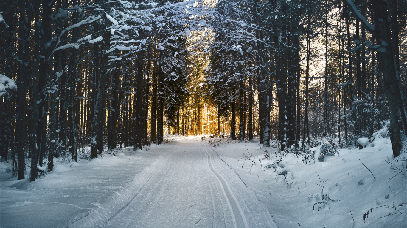 Обои снег, дерево, природа, лес, замораживание в разрешении 1366x768