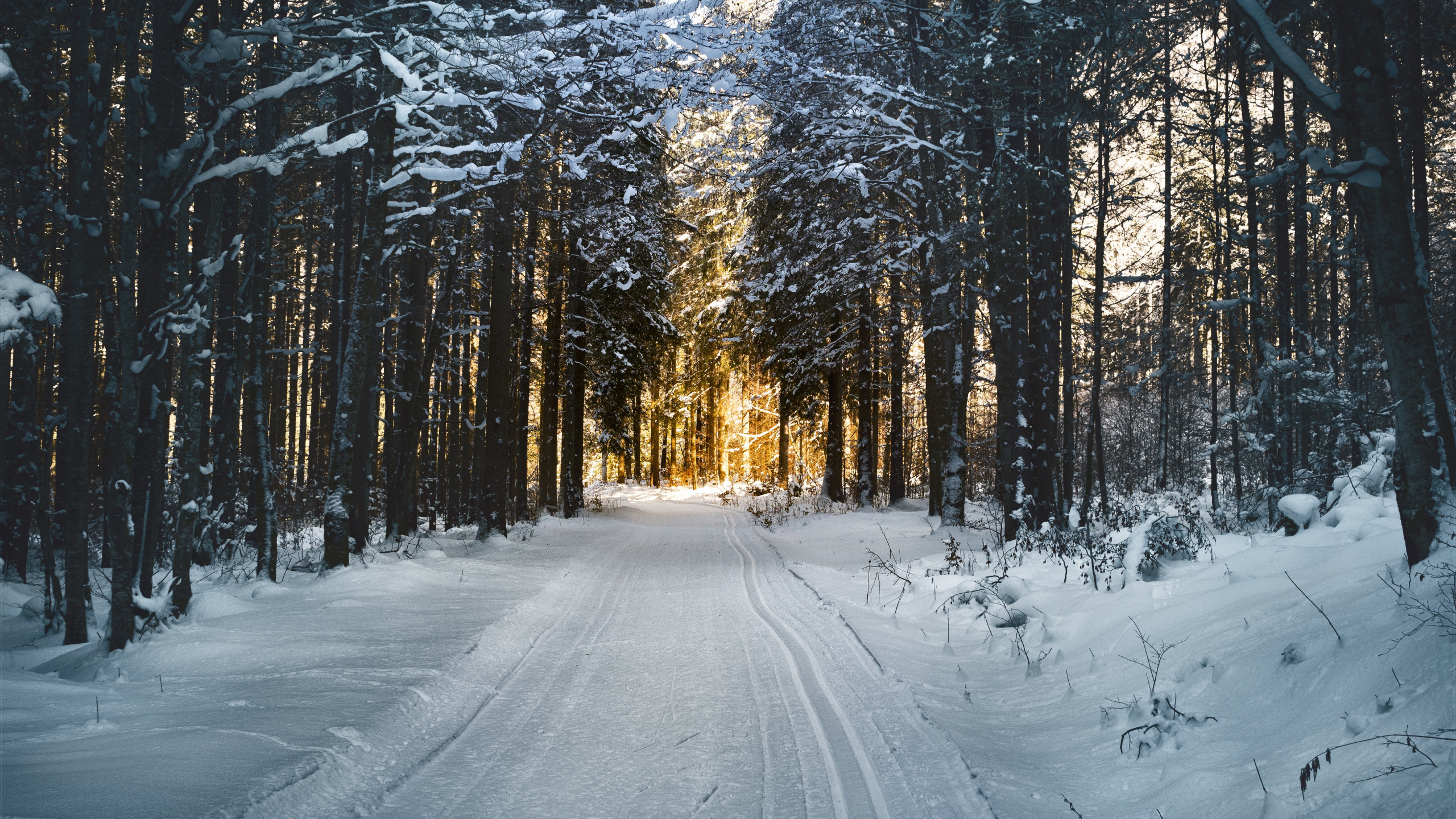 Обои снег, дерево, природа, лес, замораживание в разрешении 2560x1440