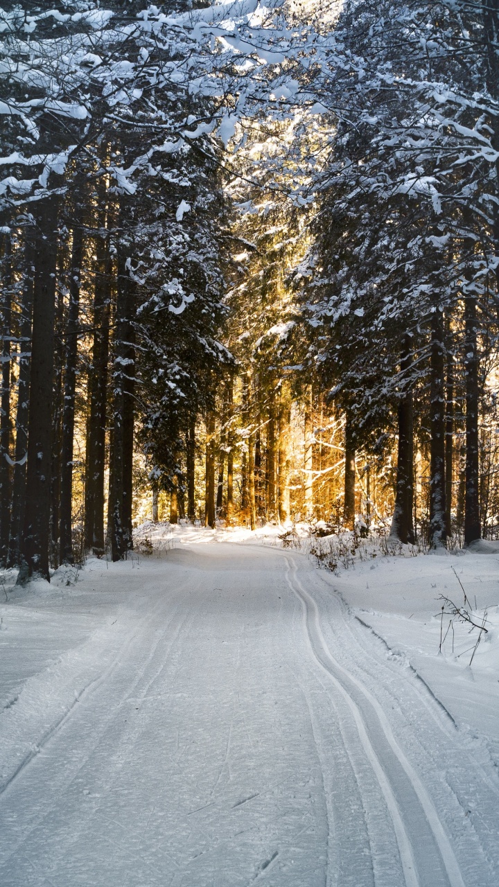 Обои снег, дерево, природа, лес, замораживание в разрешении 720x1280