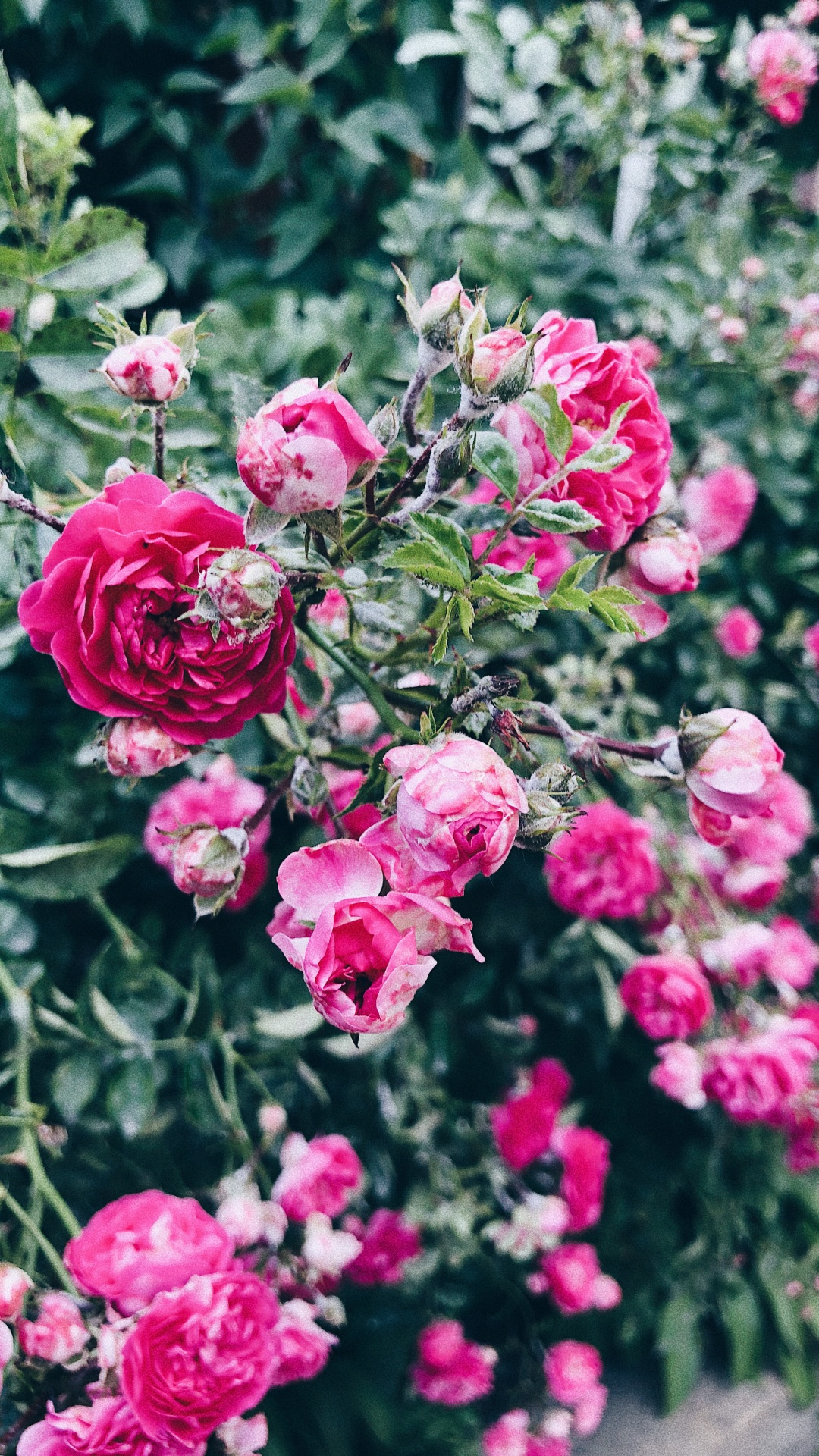 Обои флорибунда, растение, лепесток, цветок, розовый в разрешении 1080x1920