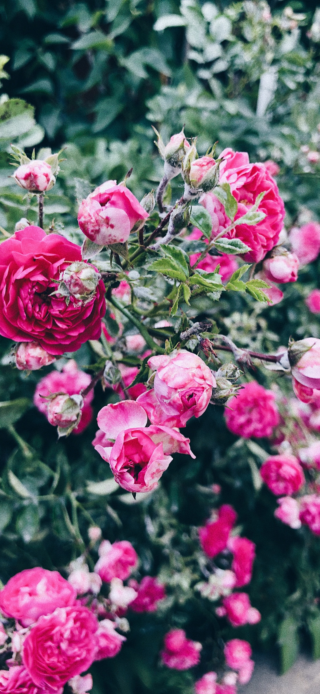 Обои флорибунда, растение, лепесток, цветок, розовый в разрешении 1125x2436