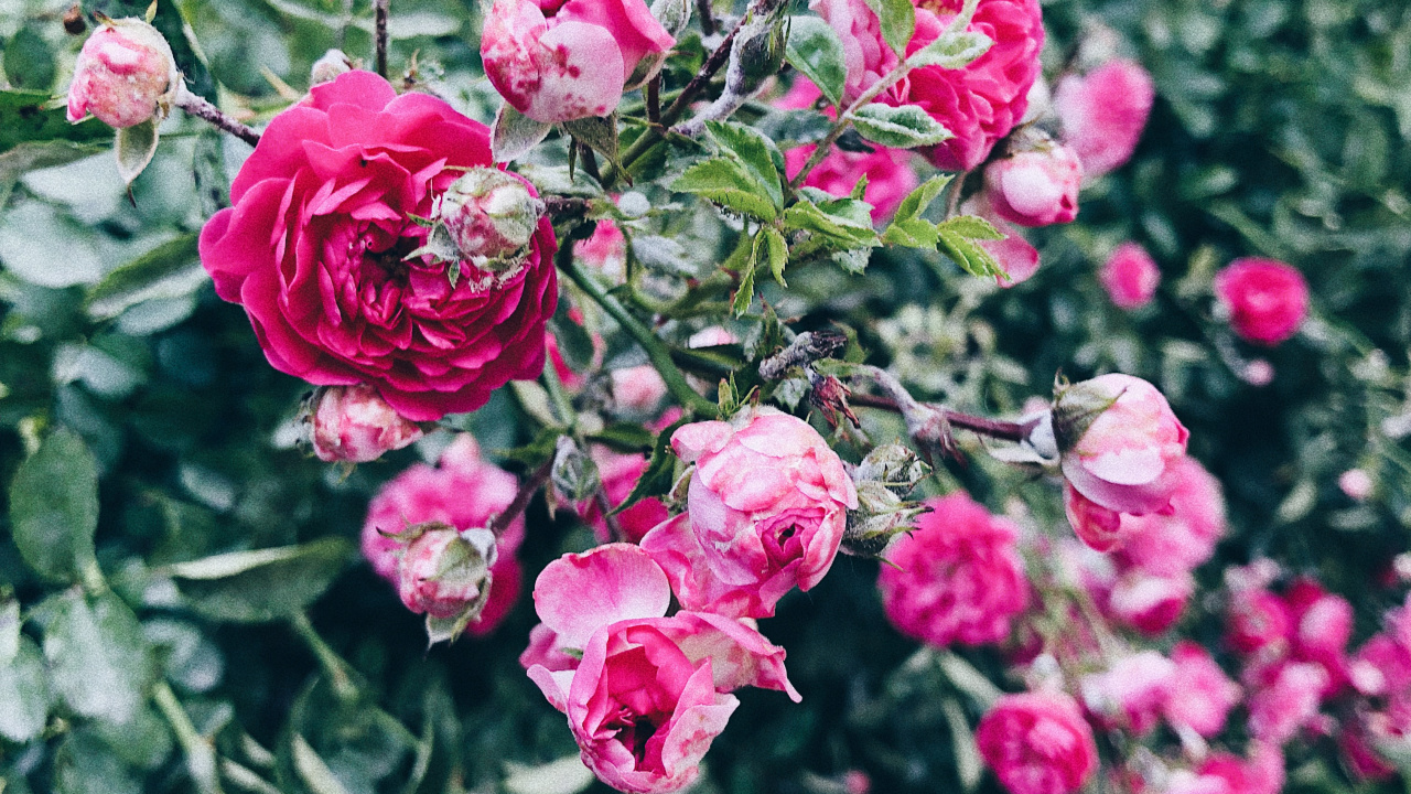 Обои флорибунда, растение, лепесток, цветок, розовый в разрешении 1280x720