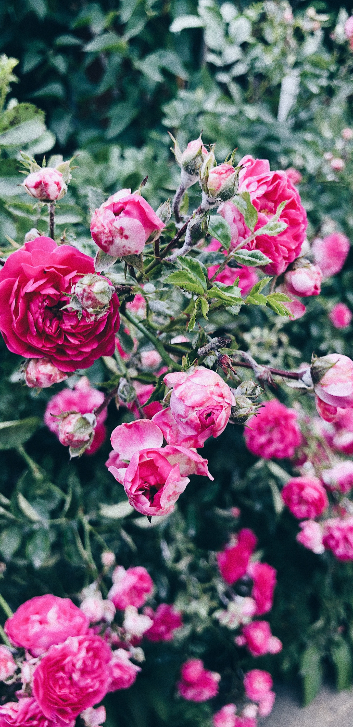 Обои флорибунда, растение, лепесток, цветок, розовый в разрешении 1440x2960