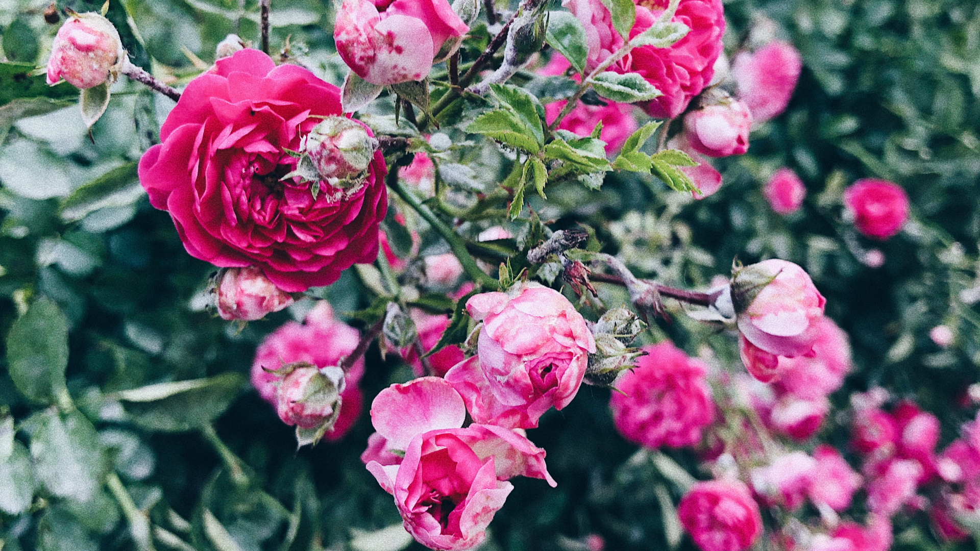 Обои флорибунда, растение, лепесток, цветок, розовый в разрешении 1920x1080