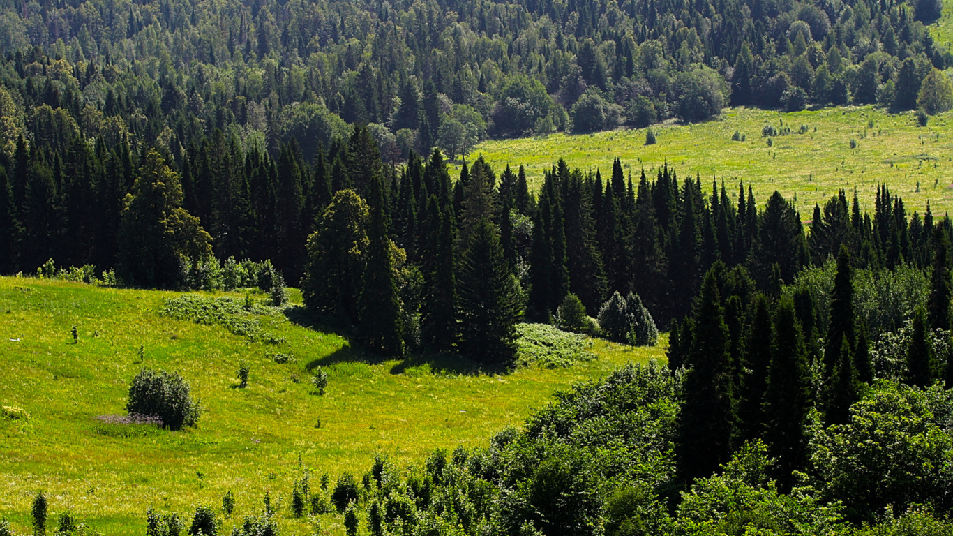 Обои лес, пихта, природа, дикая местность, растительность в разрешении 1366x768