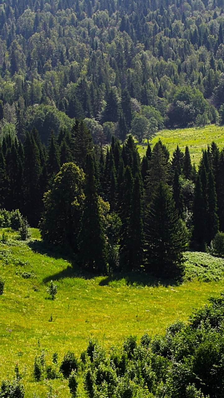 Обои лес, пихта, природа, дикая местность, растительность в разрешении 720x1280