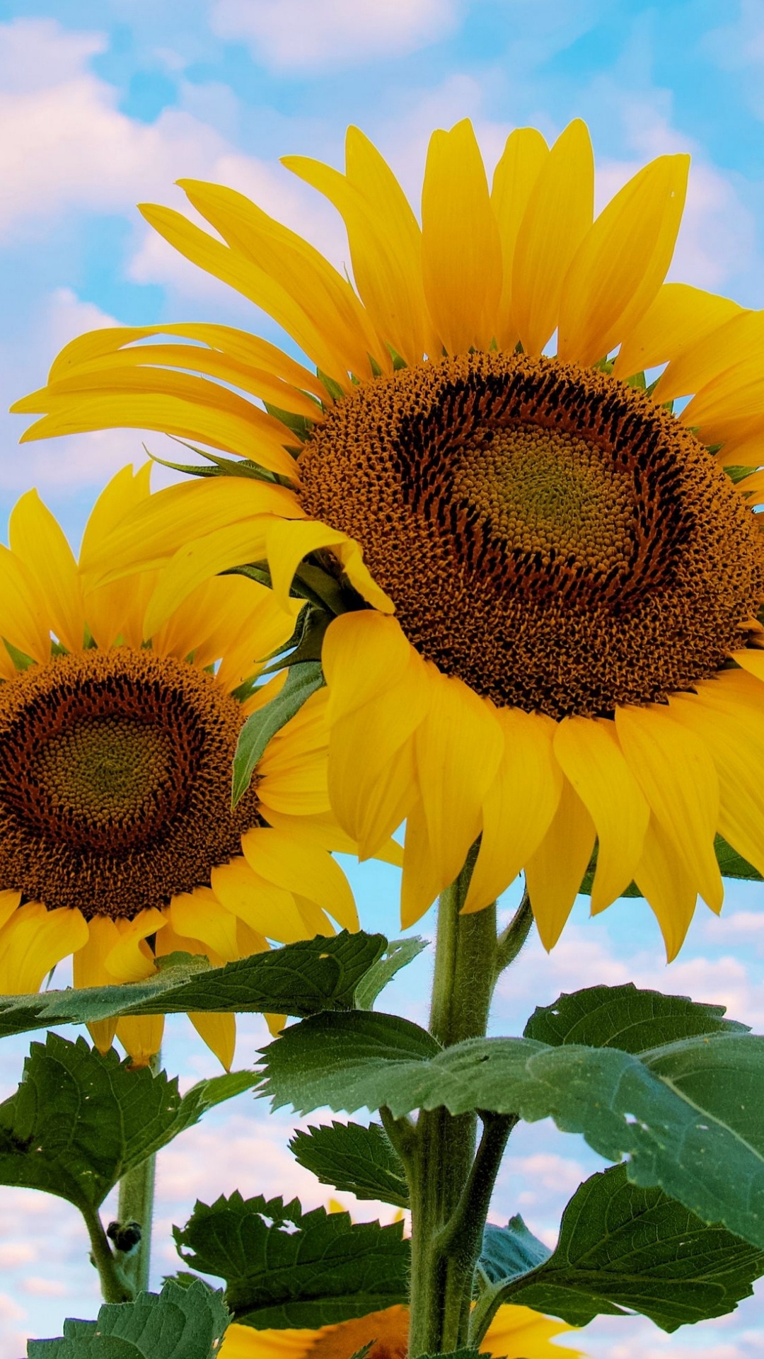 Обои цветок, растение, свет, зеленый, окружающая среда в разрешении 1080x1920