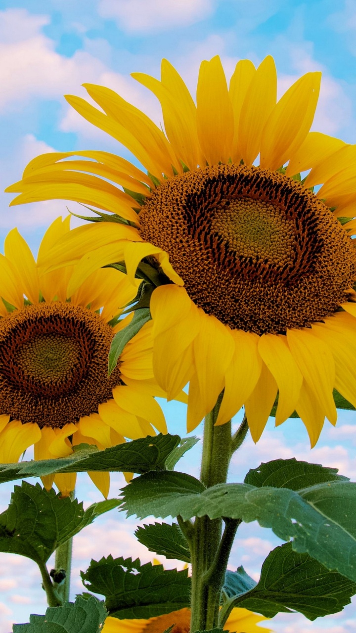 Обои цветок, растение, свет, зеленый, окружающая среда в разрешении 720x1280