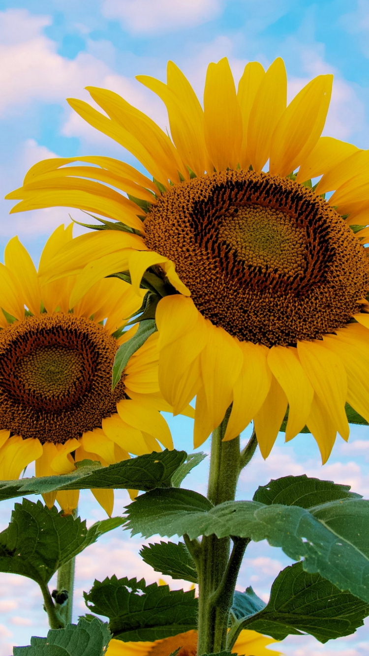 Обои цветок, растение, свет, зеленый, окружающая среда в разрешении 750x1334