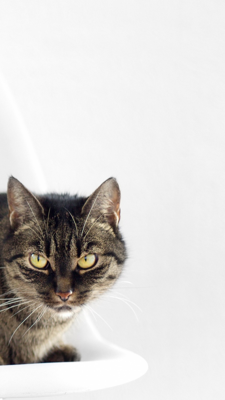 Обои полосатый кот, ли дракон, морда, мейн кун, ветеринар в разрешении 720x1280