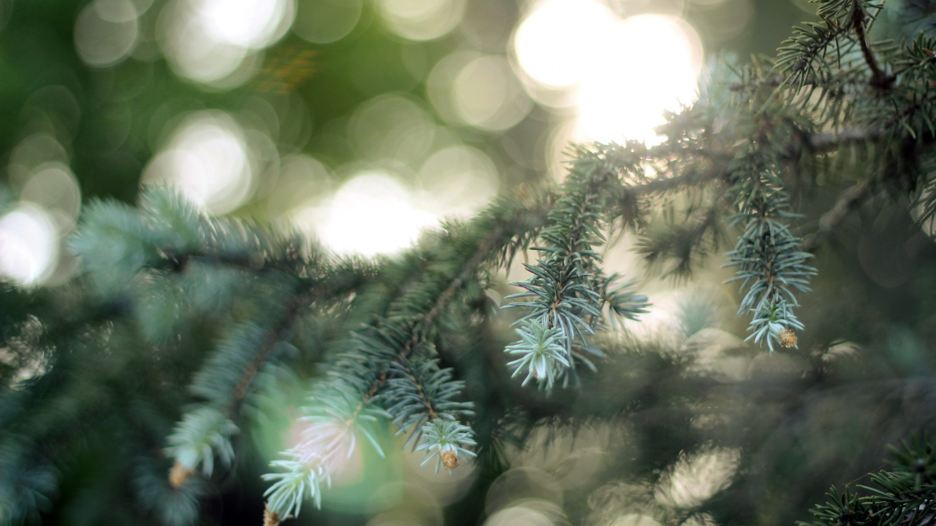 Обои пихта, дерево, Хвойные, ветвь, природа в разрешении 1366x768
