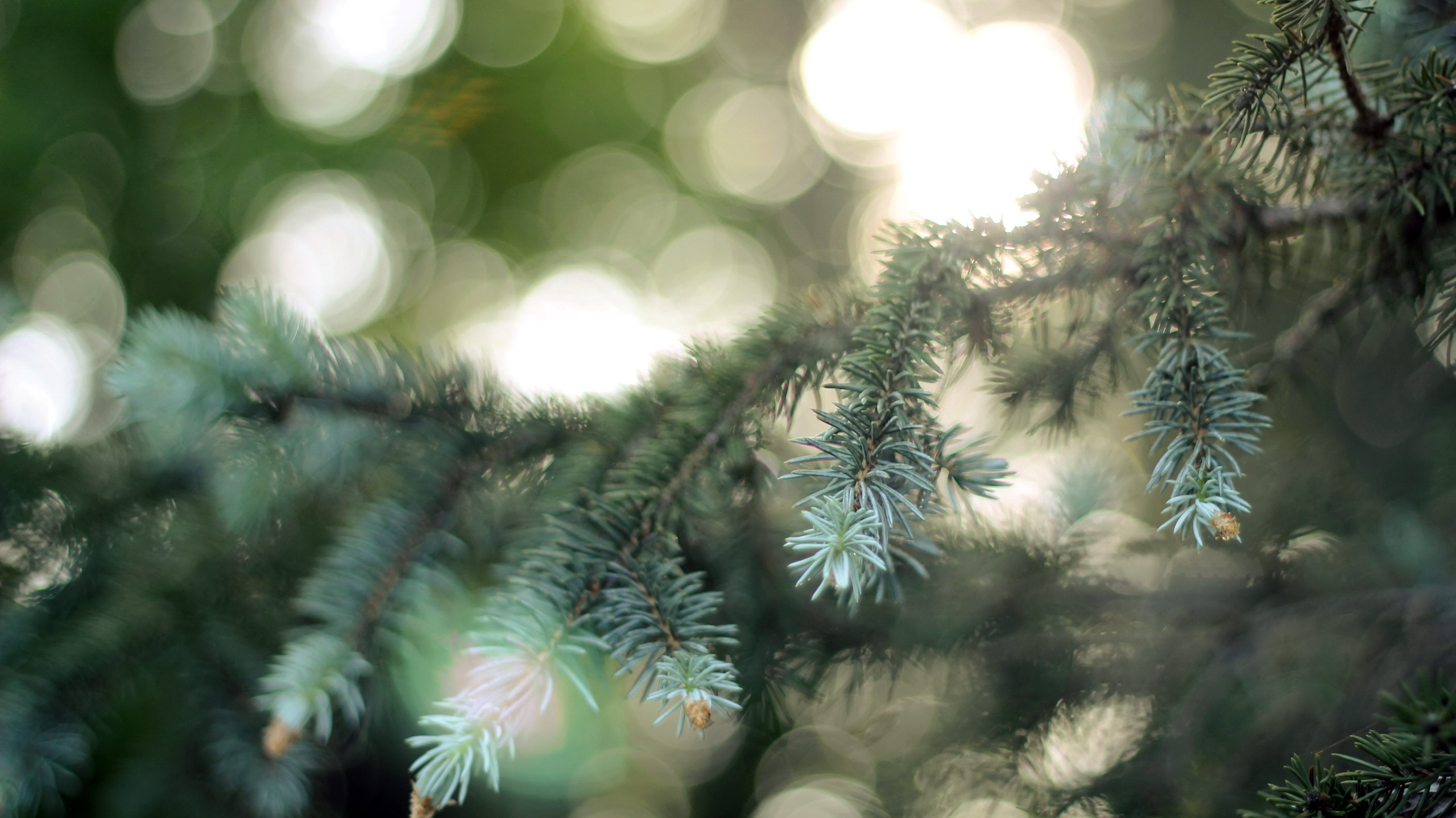 Обои пихта, дерево, Хвойные, ветвь, природа в разрешении 2560x1440