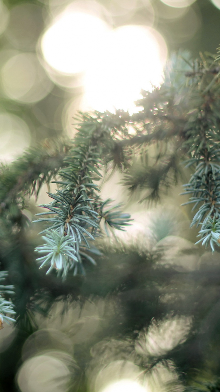 Обои пихта, дерево, Хвойные, ветвь, природа в разрешении 750x1334