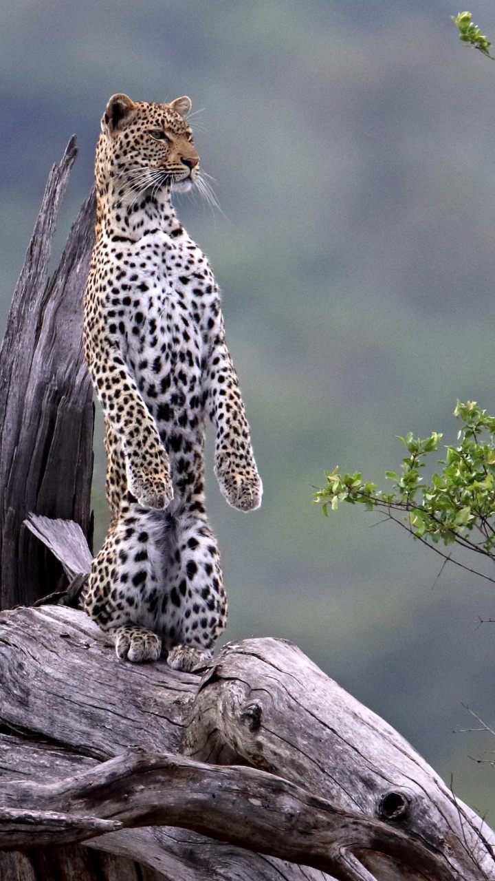 Обои национальный парк Крюгера, Леопард, живая природа, наземные животные, национальный парк в разрешении 720x1280