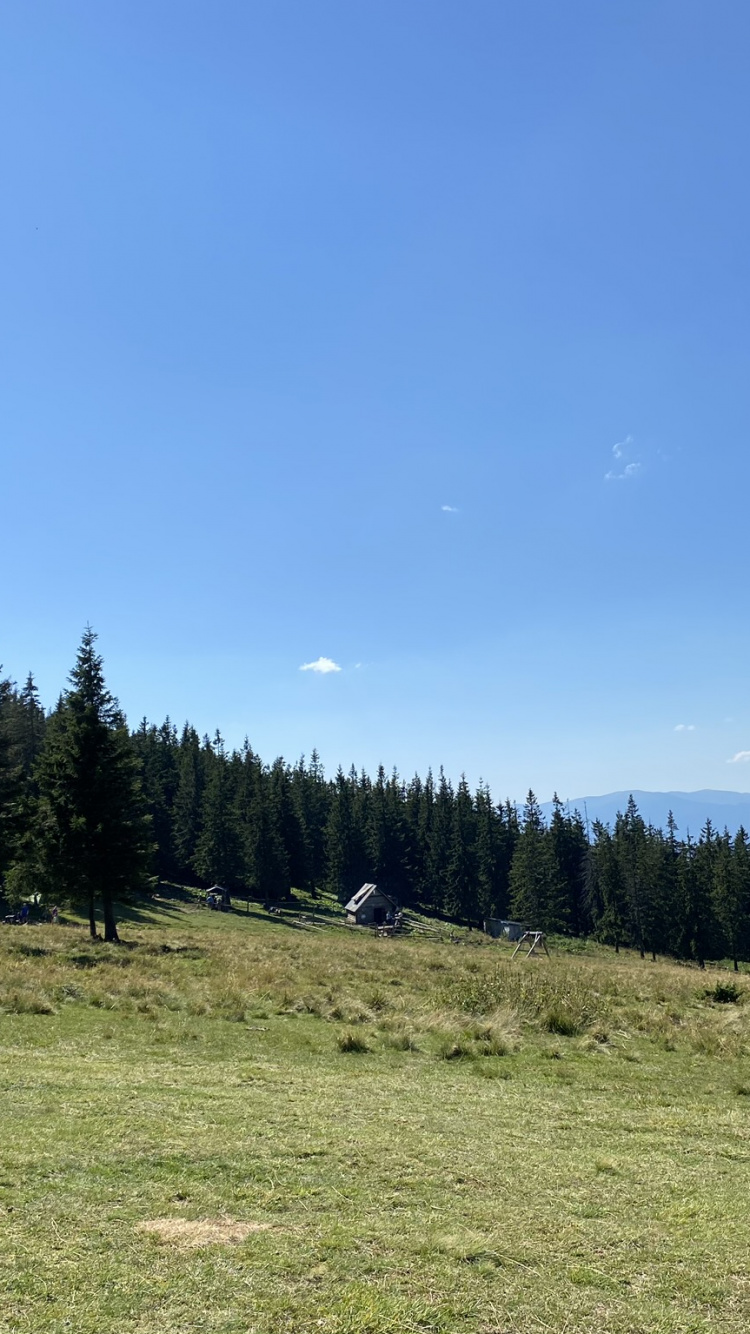 Обои окружающая среда, природный ландшафт, дерево, пейзаж, земельный участок в разрешении 750x1334