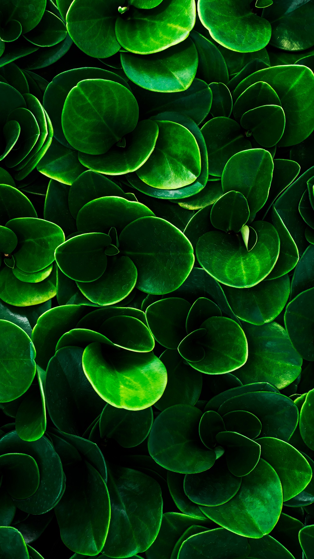 Обои лист, вода, растение, растительное сообщество, окружающая среда в разрешении 1080x1920