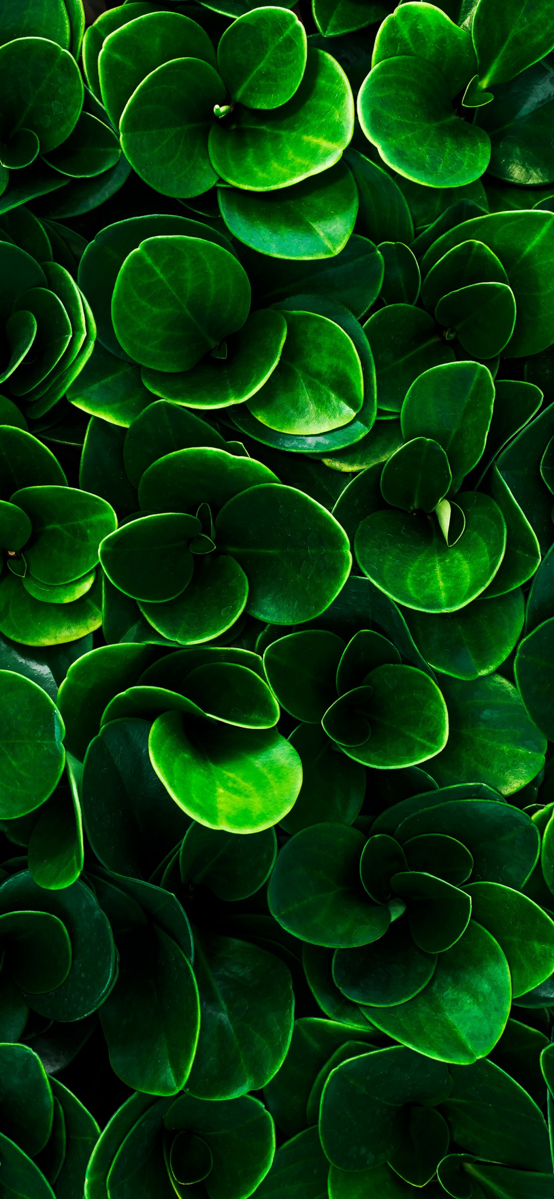 Обои лист, вода, растение, растительное сообщество, окружающая среда в разрешении 1125x2436