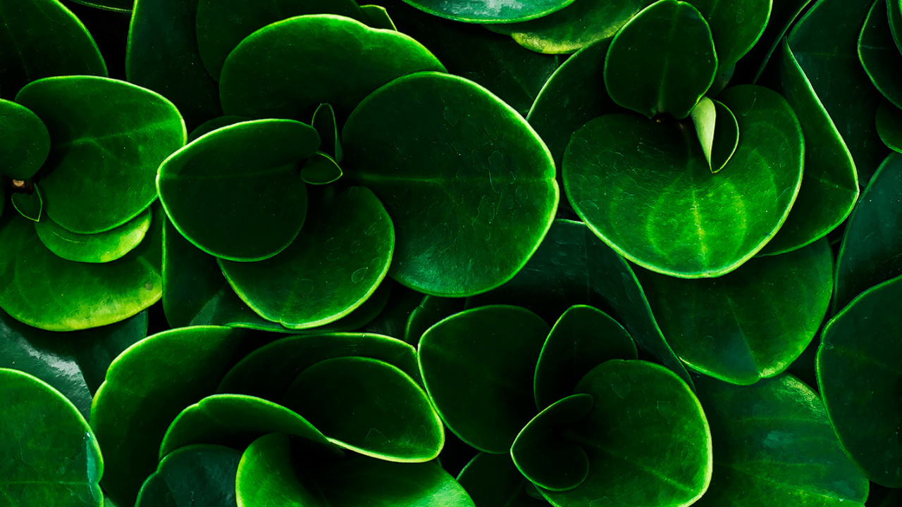 Обои лист, вода, растение, растительное сообщество, окружающая среда в разрешении 1280x720