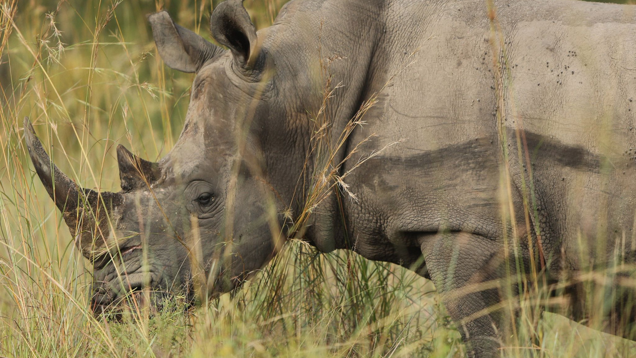 Обои носорог, браконьерство, живая природа, белый носорог, наземные животные в разрешении 1280x720