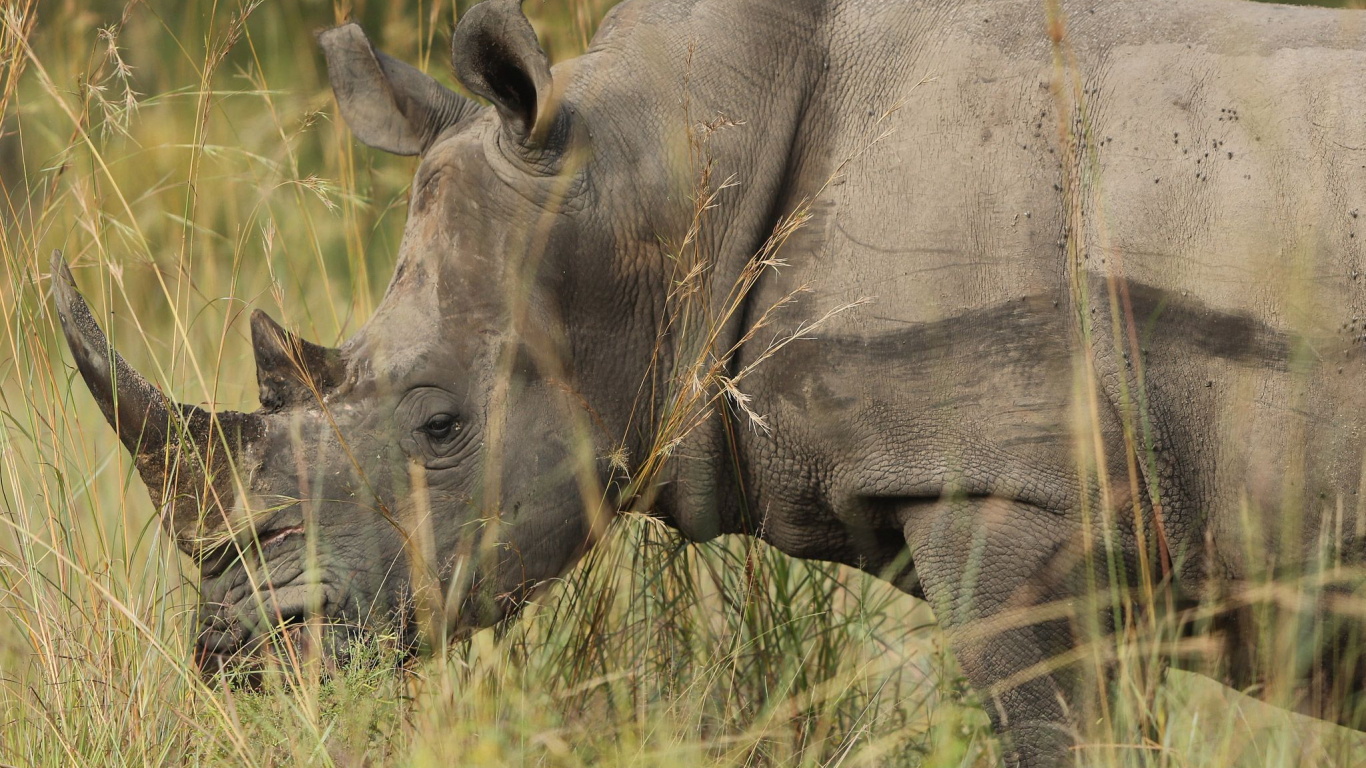 Обои носорог, браконьерство, живая природа, белый носорог, наземные животные в разрешении 1366x768