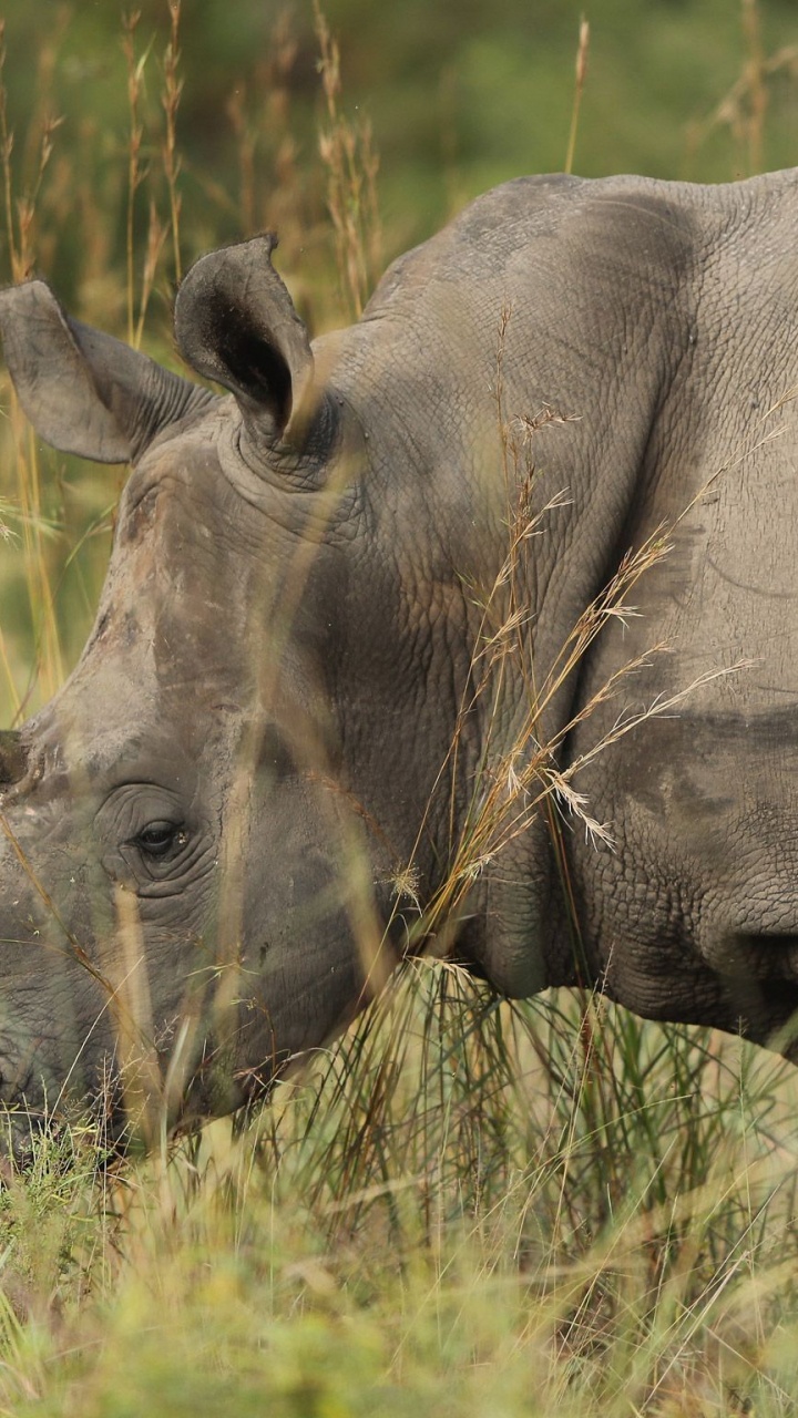 Обои носорог, браконьерство, живая природа, белый носорог, наземные животные в разрешении 720x1280