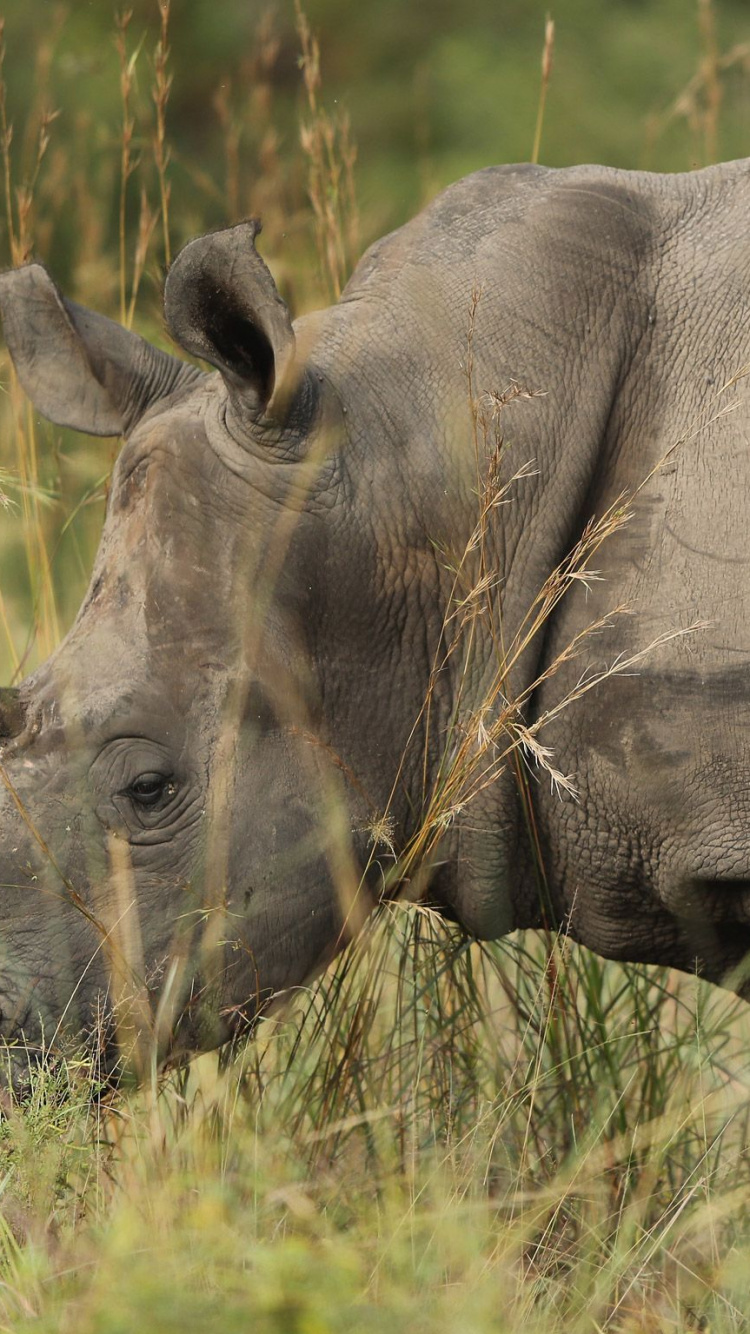 Обои носорог, браконьерство, живая природа, белый носорог, наземные животные в разрешении 750x1334