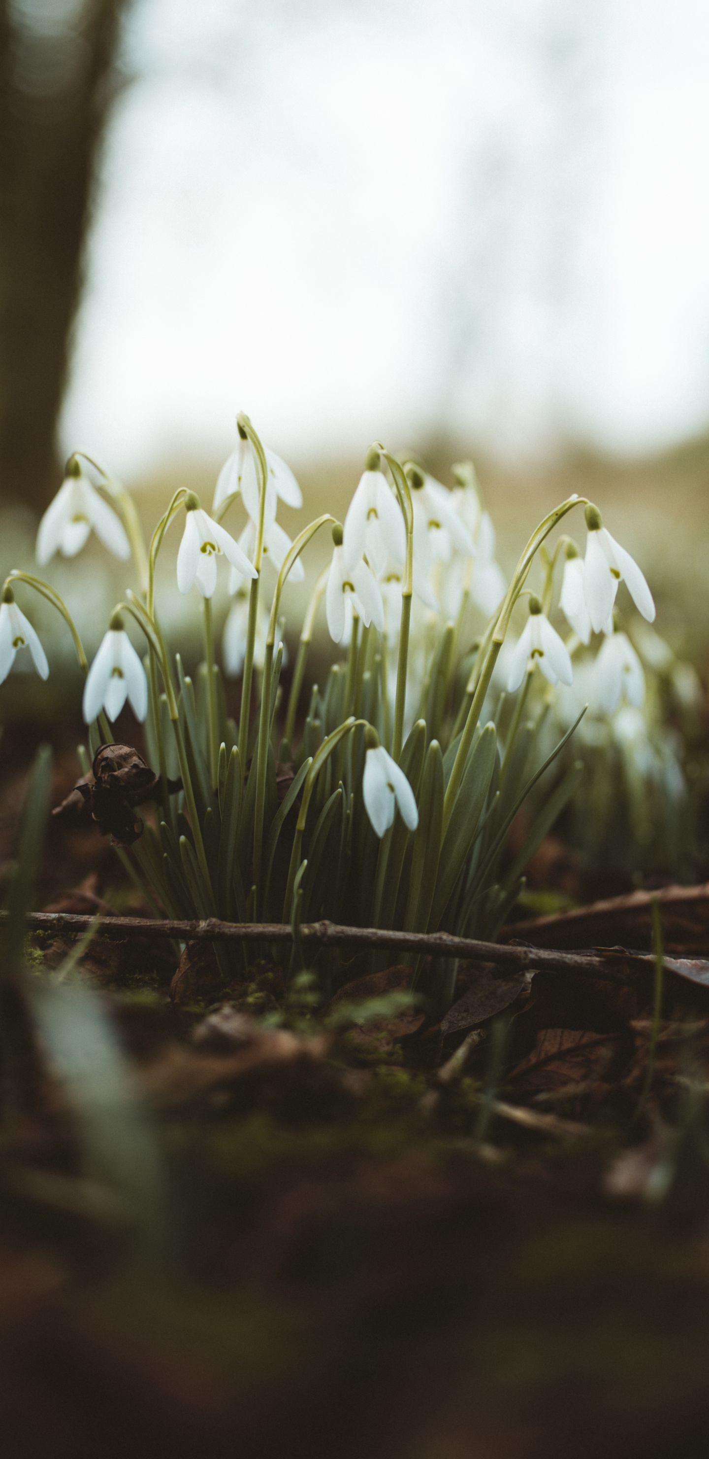Обои подснежник, белые, цветок, галантус, растение в разрешении 1440x2960