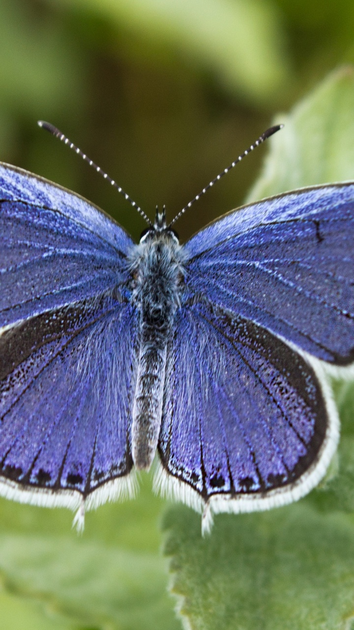 Обои мотыльки и бабочки, бабочка, насекомое, беспозвоночных, lycaenid в разрешении 720x1280