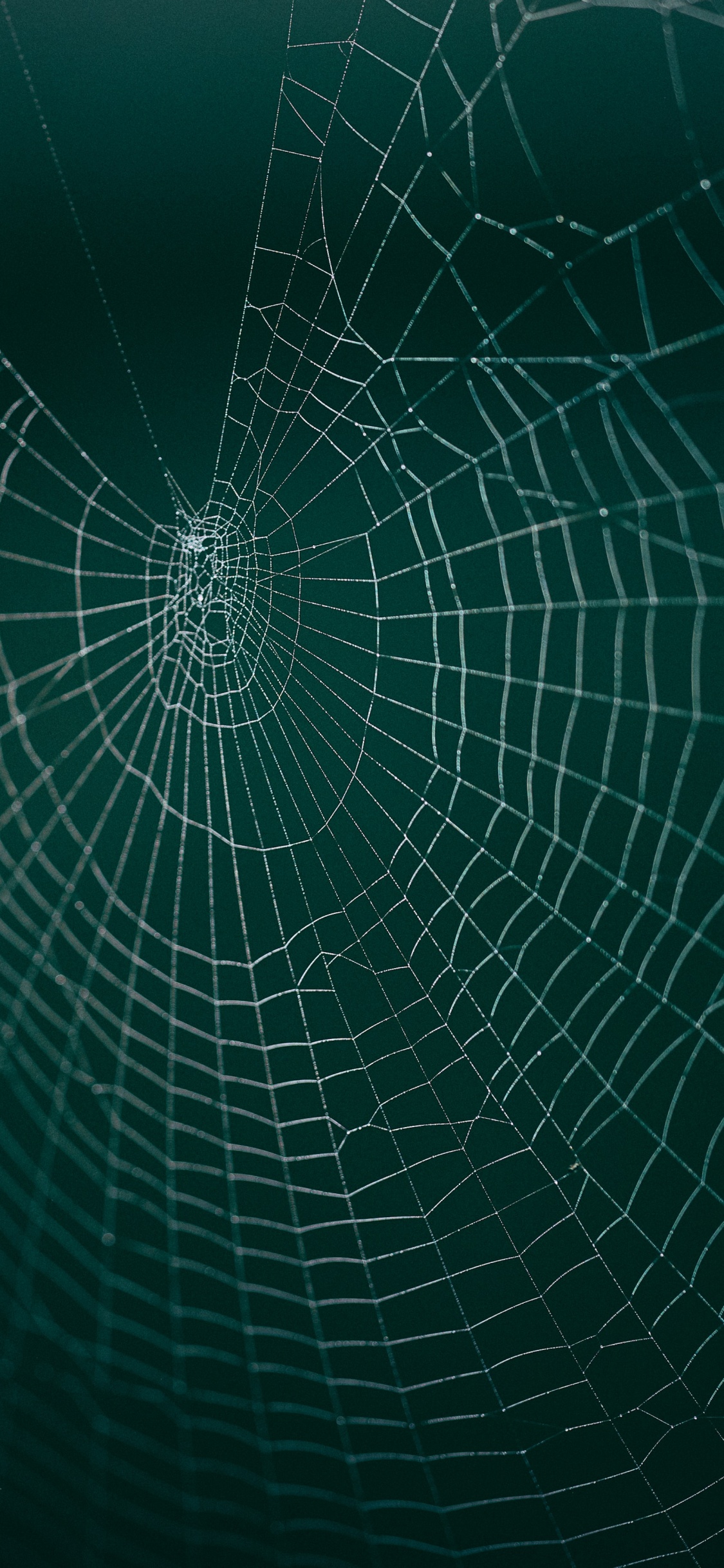 Обои паутина, вода, зеленый, линия, узор в разрешении 1125x2436