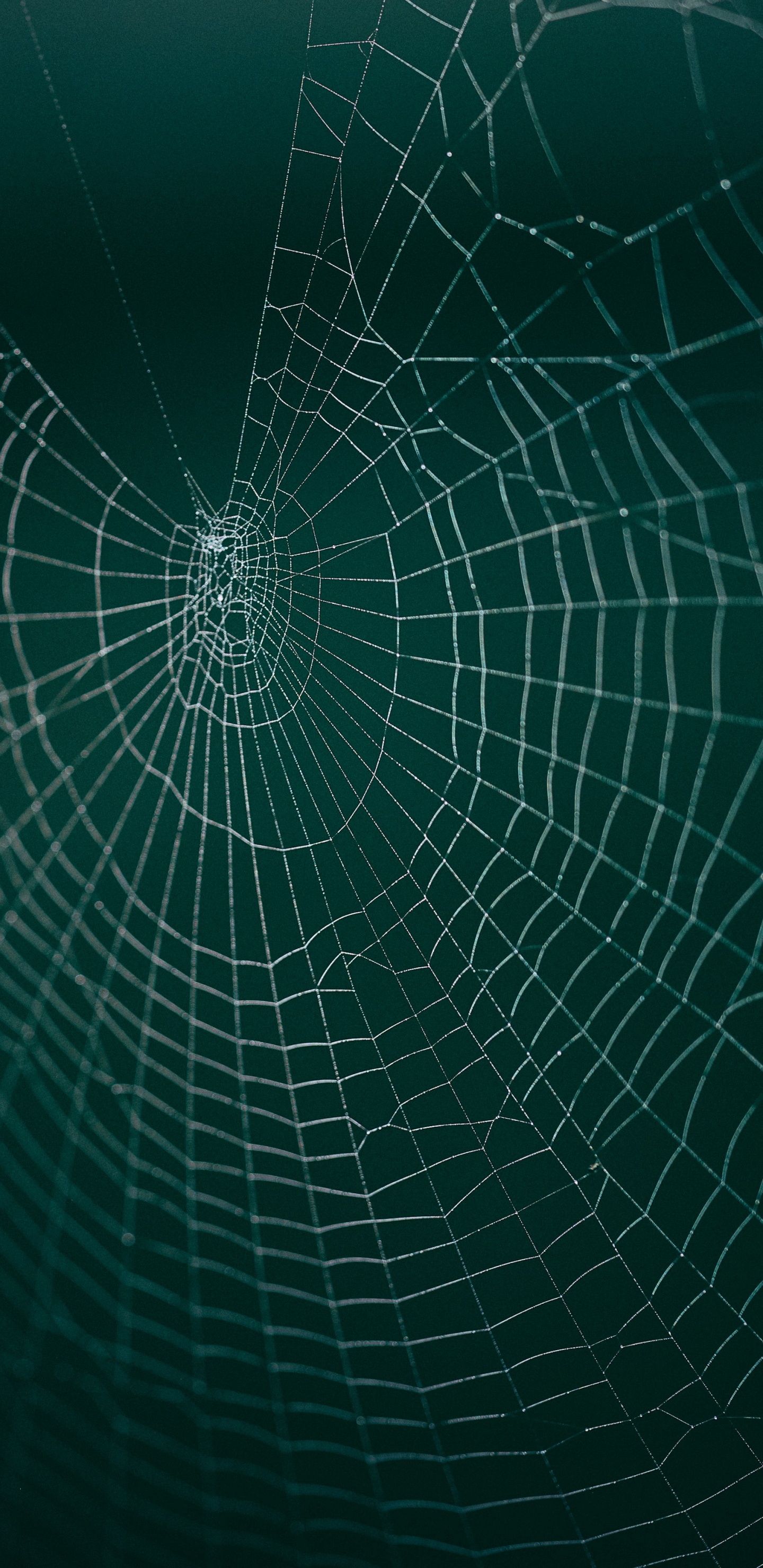 Обои паутина, вода, зеленый, линия, узор в разрешении 1440x2960