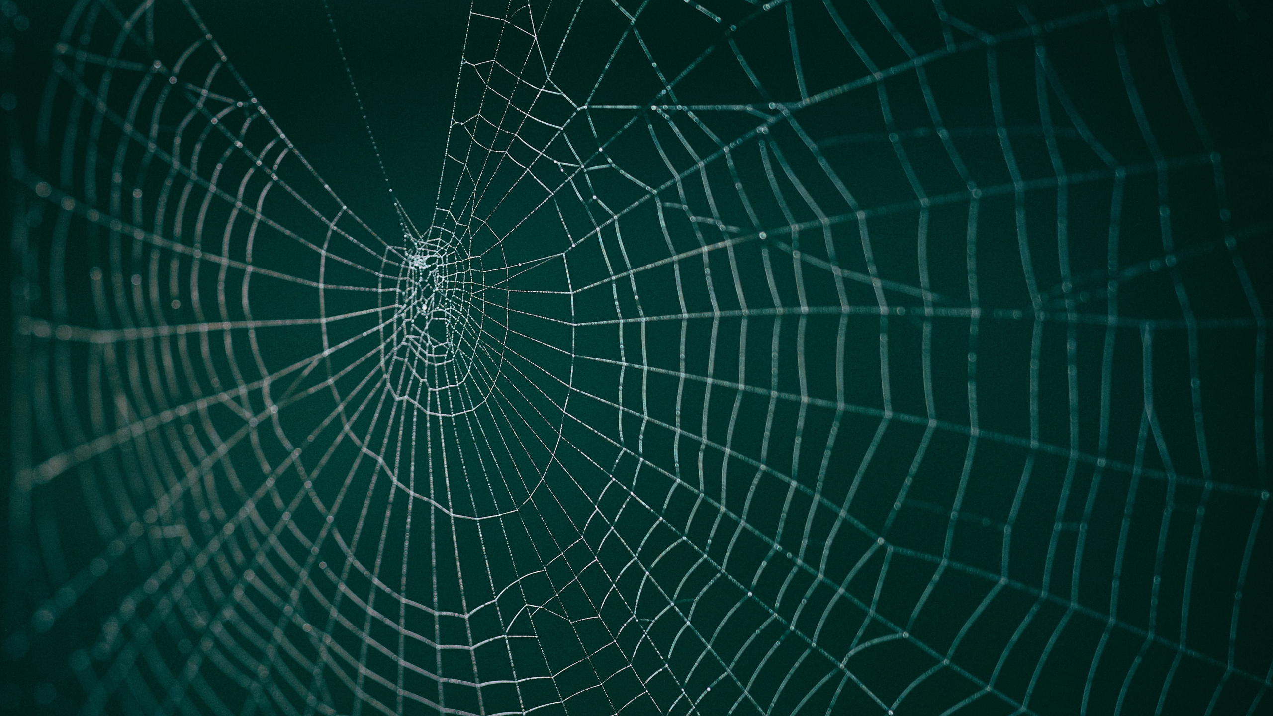 Обои паутина, вода, зеленый, линия, узор в разрешении 2560x1440