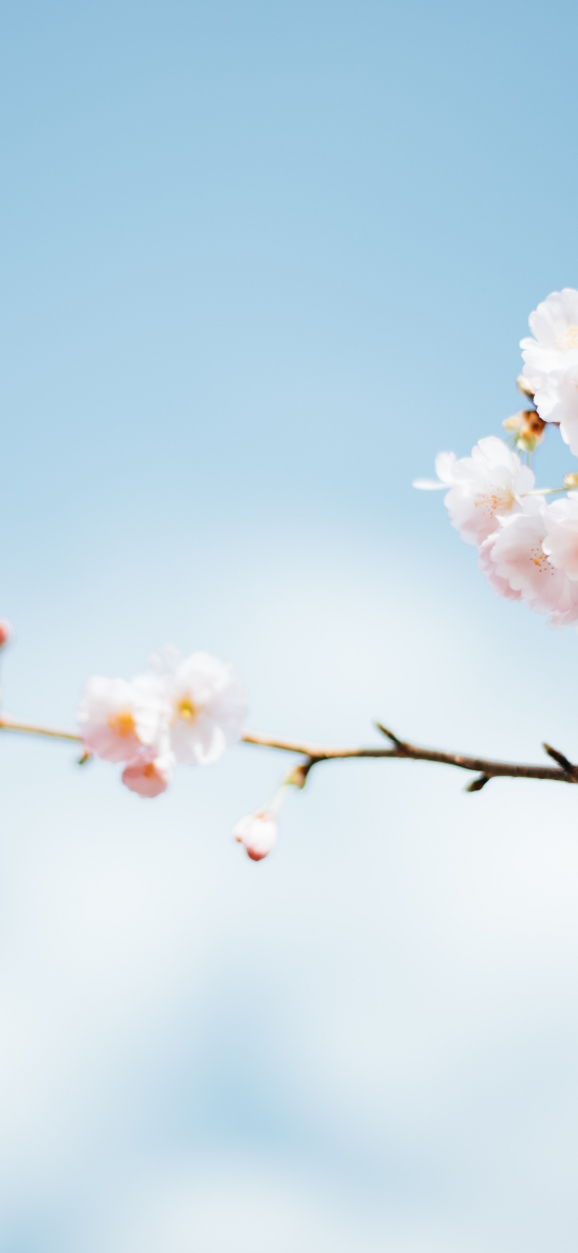 Обои весенний сезон, сезон, весна, время, лето в разрешении 1125x2436