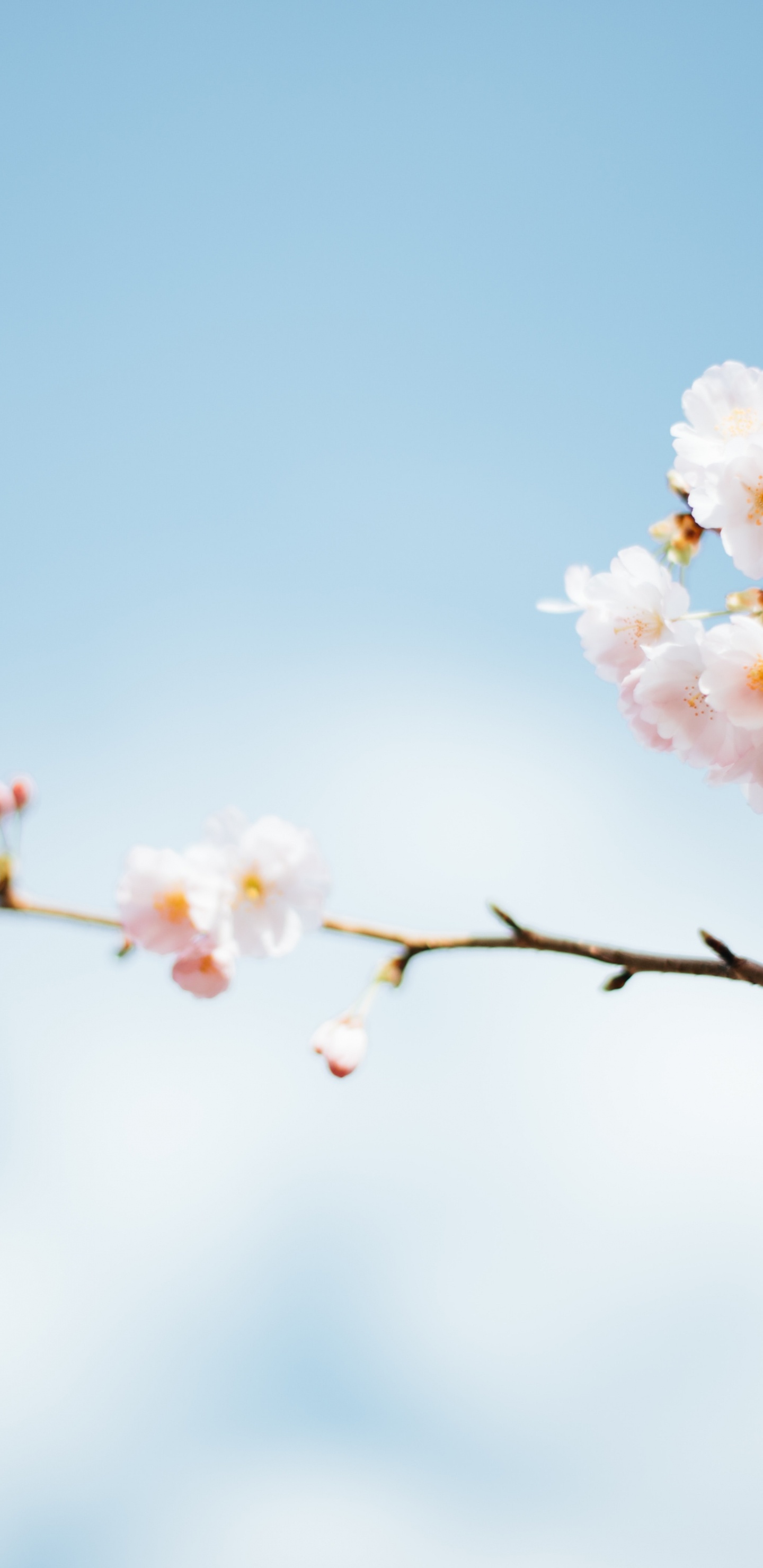 Обои весенний сезон, сезон, весна, время, лето в разрешении 1440x2960