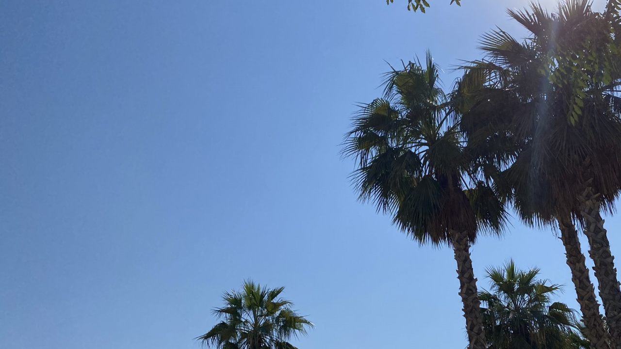 Обои пальмовые рощи, растительность, дерево, древесные растения, биом в разрешении 1280x720