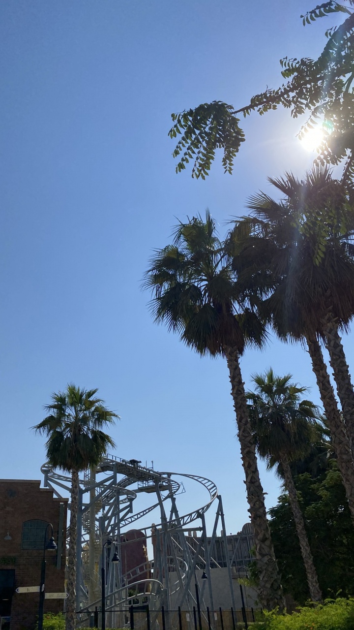 Обои пальмовые рощи, растительность, дерево, древесные растения, биом в разрешении 720x1280