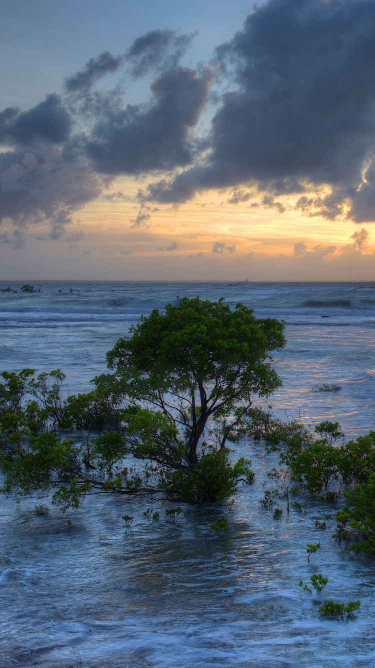 Обои море, Дарвин, природа, океан, вода в разрешении 750x1334