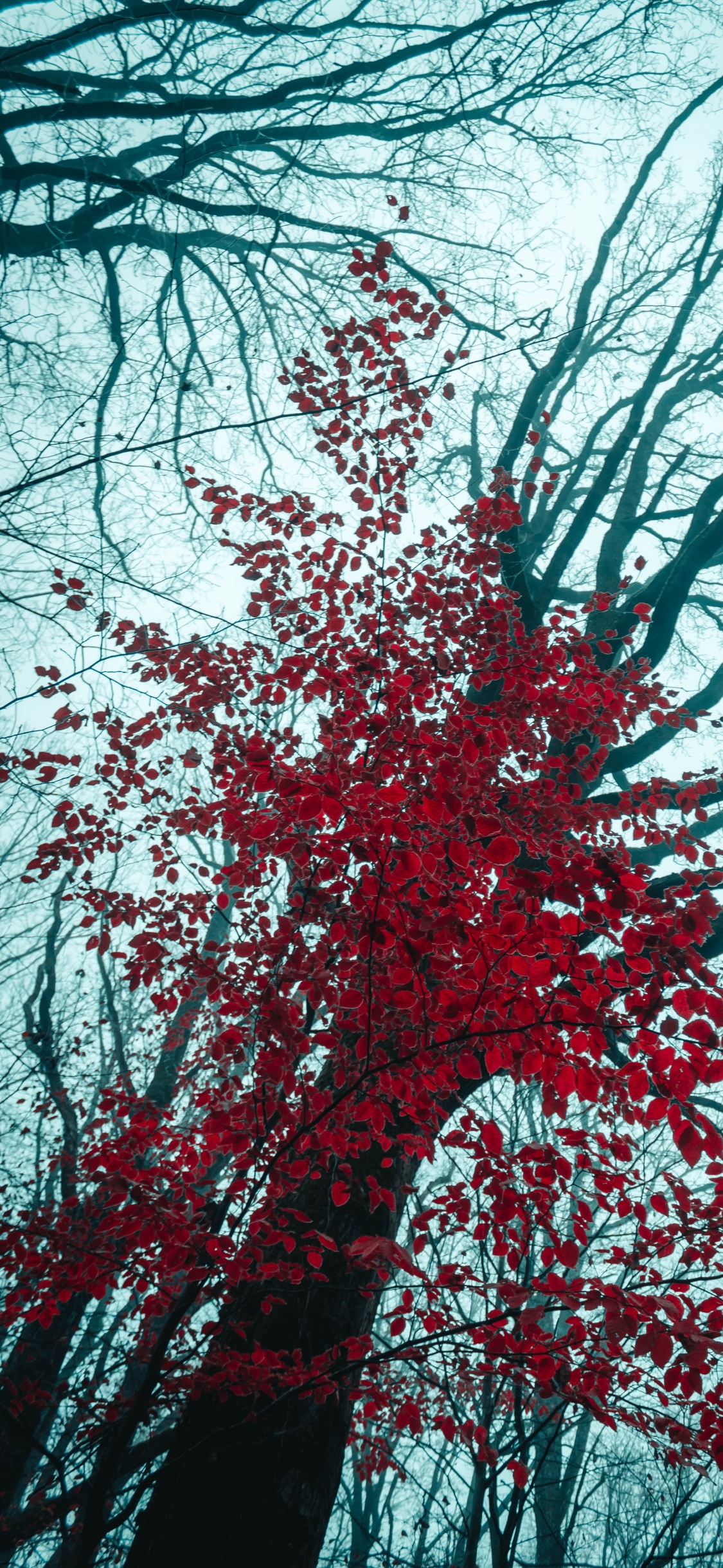 Обои лиственница, древесные растения, зима, природа, растение в разрешении 1125x2436