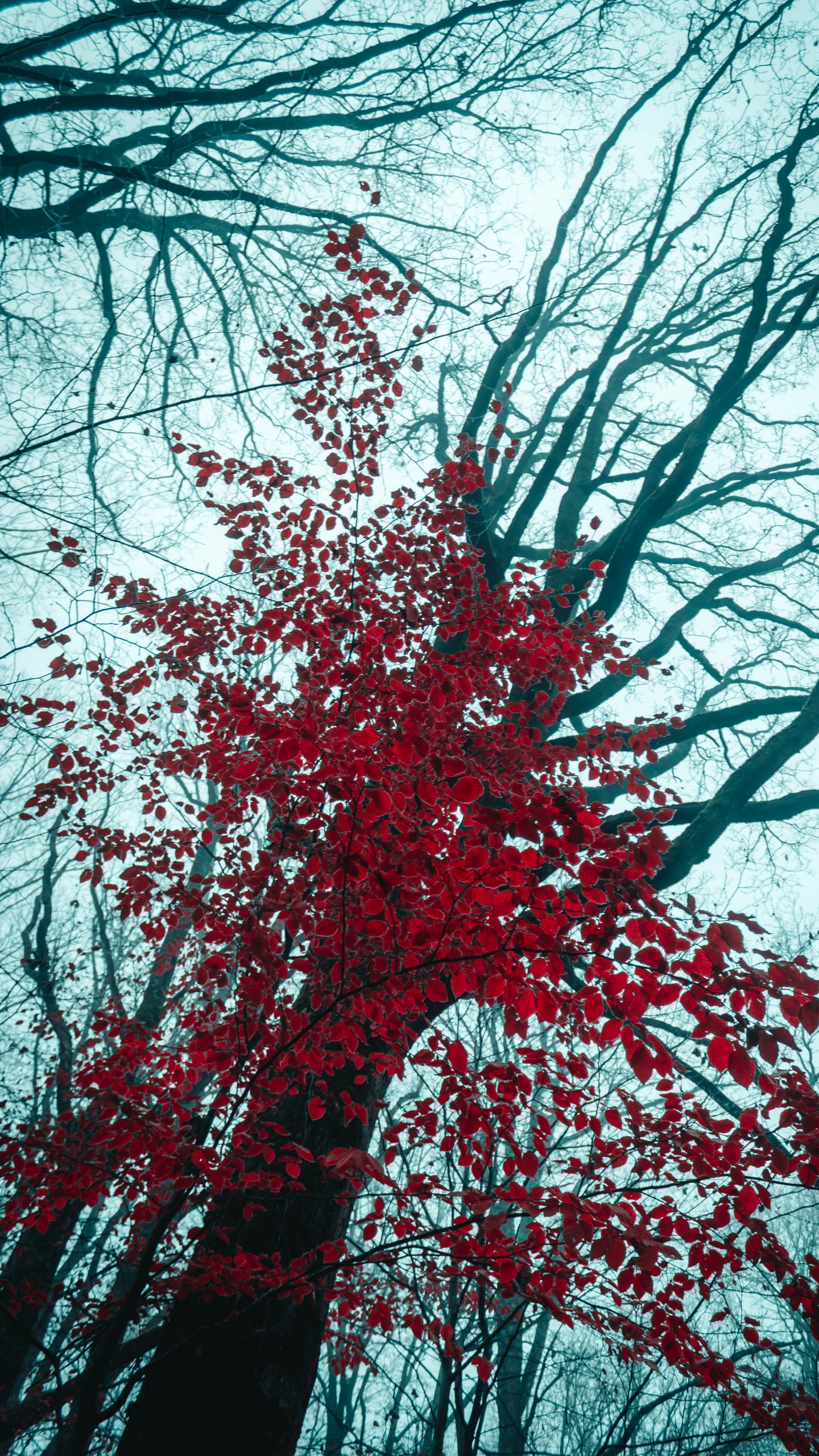 Обои лиственница, древесные растения, зима, природа, растение в разрешении 1440x2560