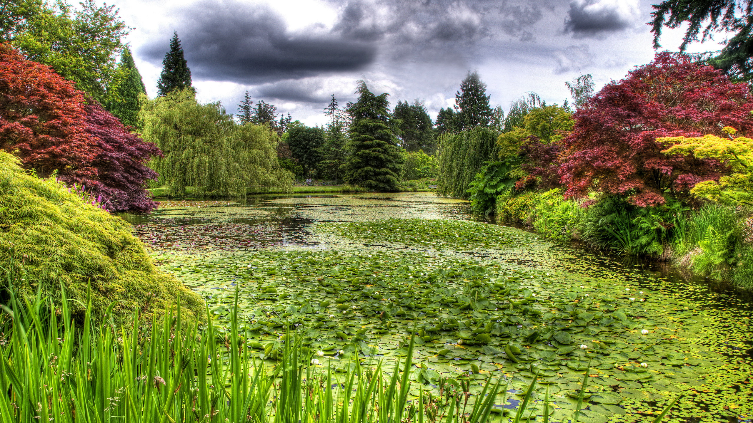 Обои природа, растительность, сад, Ботанический сад, лист в разрешении 2560x1440