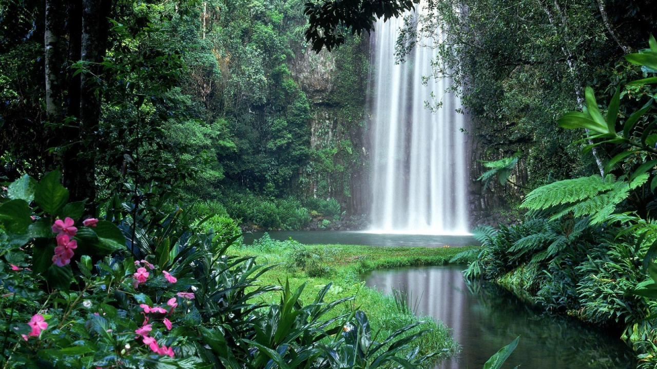 Обои Millaa Millaa Падает, водопад, природный ландшафт, водоем, природа в разрешении 1280x720