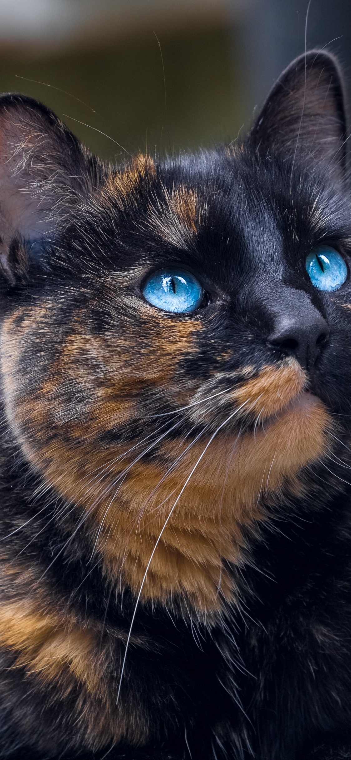 Обои камера, бакенбарды, глаз, хищник, кошки малого и среднего размера в разрешении 1125x2436