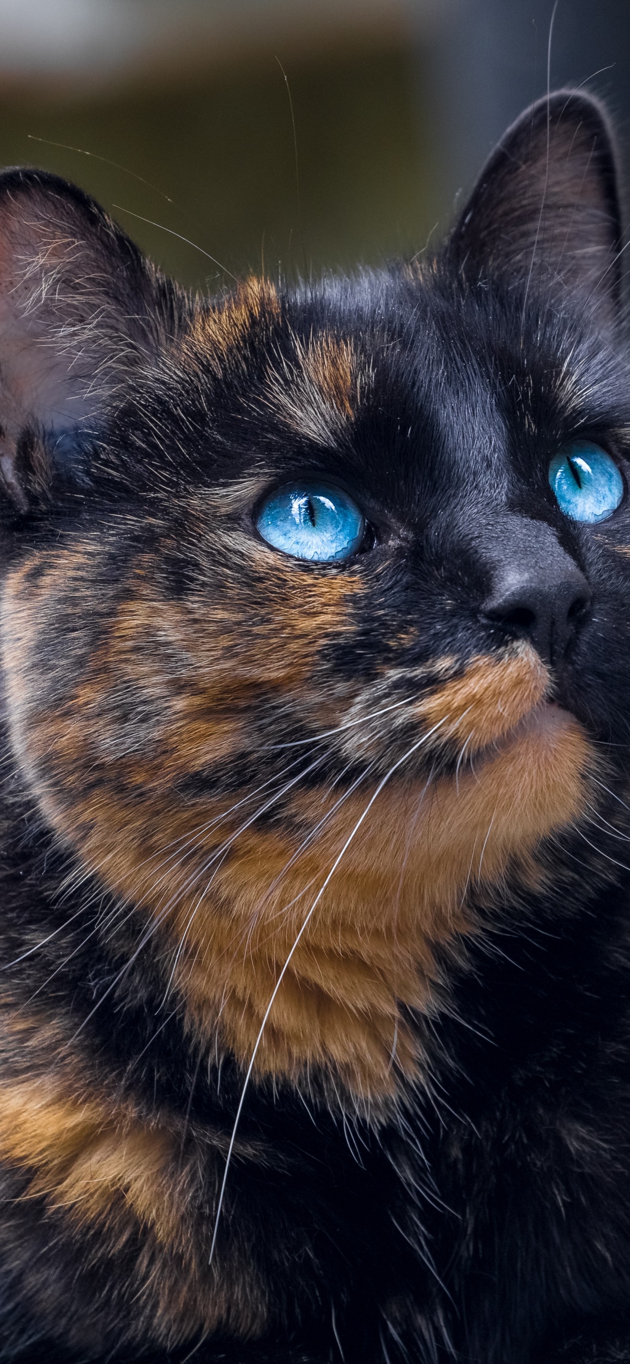 Обои камера, бакенбарды, глаз, хищник, кошки малого и среднего размера в разрешении 1242x2688