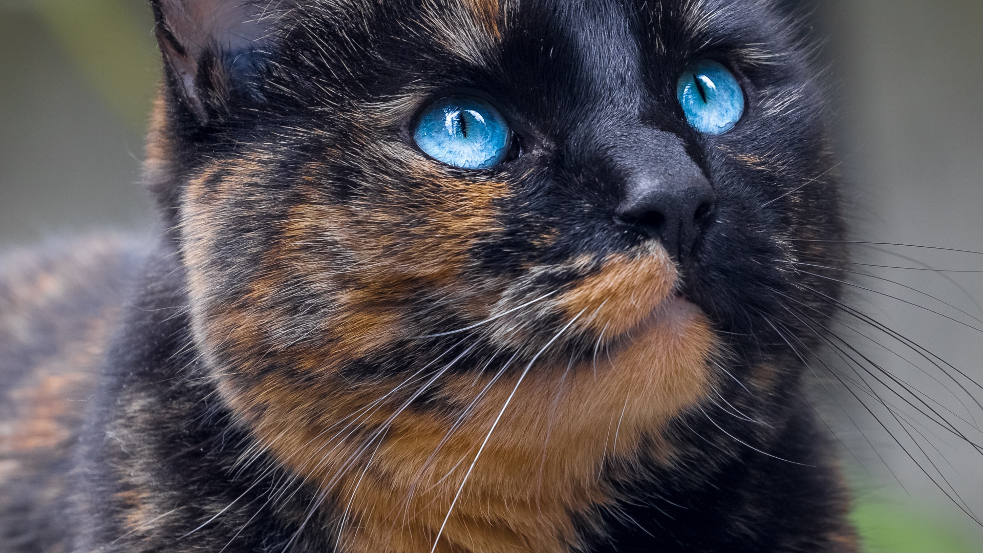 Обои камера, бакенбарды, глаз, хищник, кошки малого и среднего размера в разрешении 1920x1080