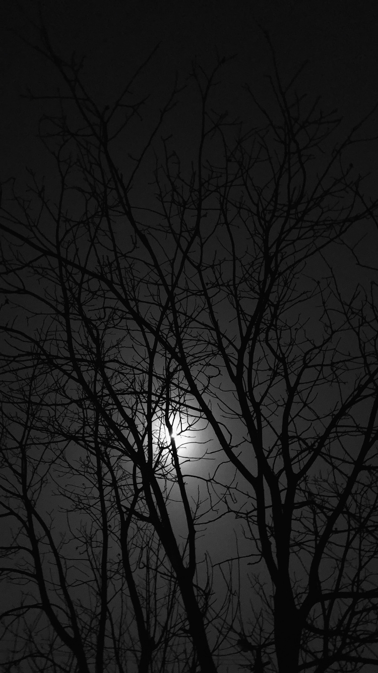 Обои черный и белый, ветвь, ночь, прут, атмосфера в разрешении 750x1334