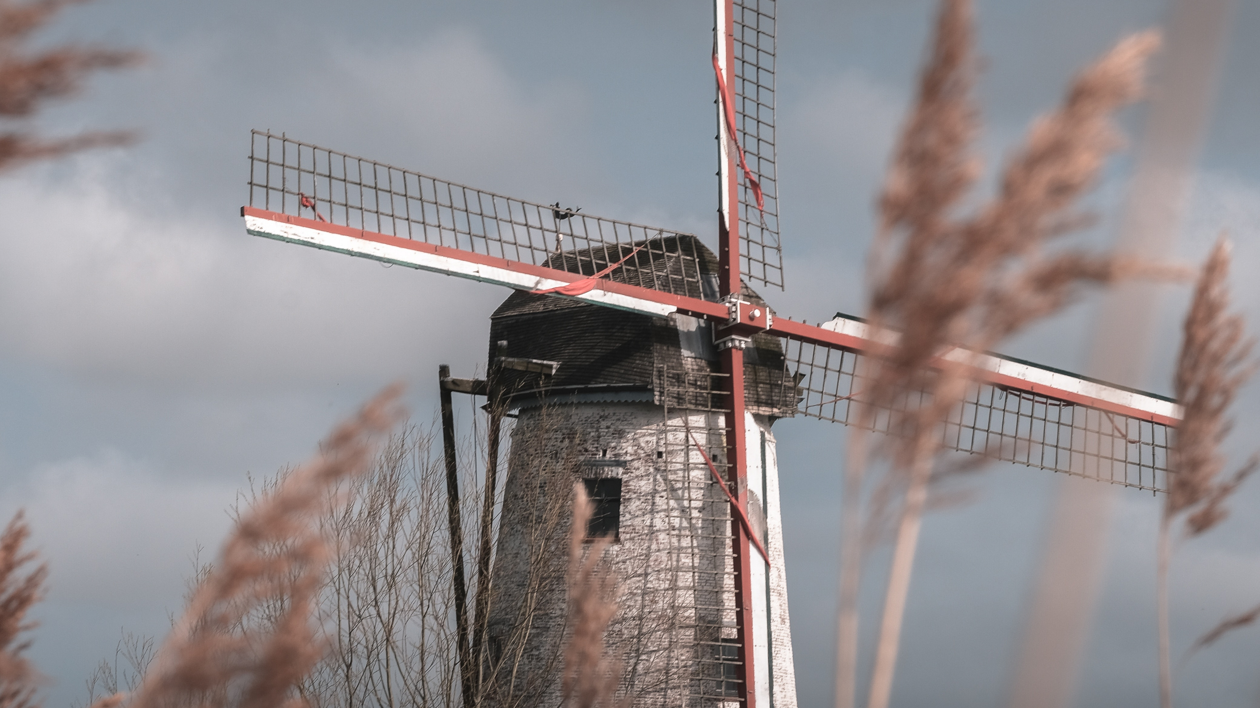 Обои ветряная мельница, семейство травы, ветровая турбина, ветер, здание в разрешении 2560x1440