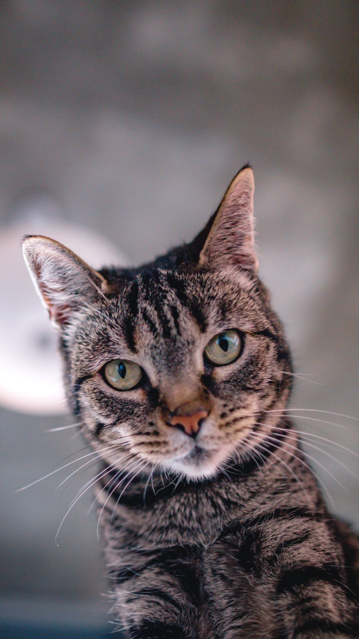 Обои кот, американская короткошерстная, полосатый кот, бакенбарды, европейская короткошерстная в разрешении 720x1280