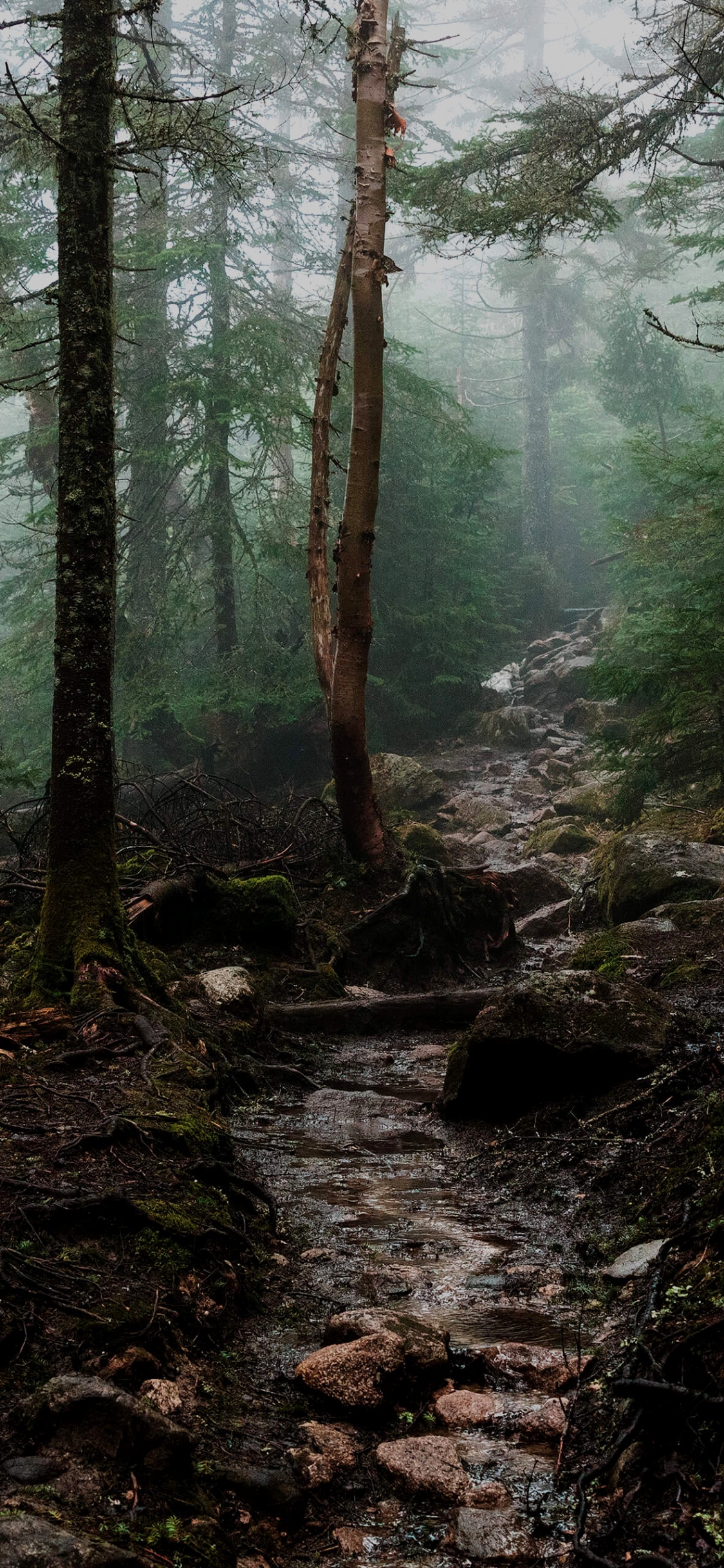 Обои лесная эстетика, эстетика, лес, Союз Маркони, растение в разрешении 1125x2436